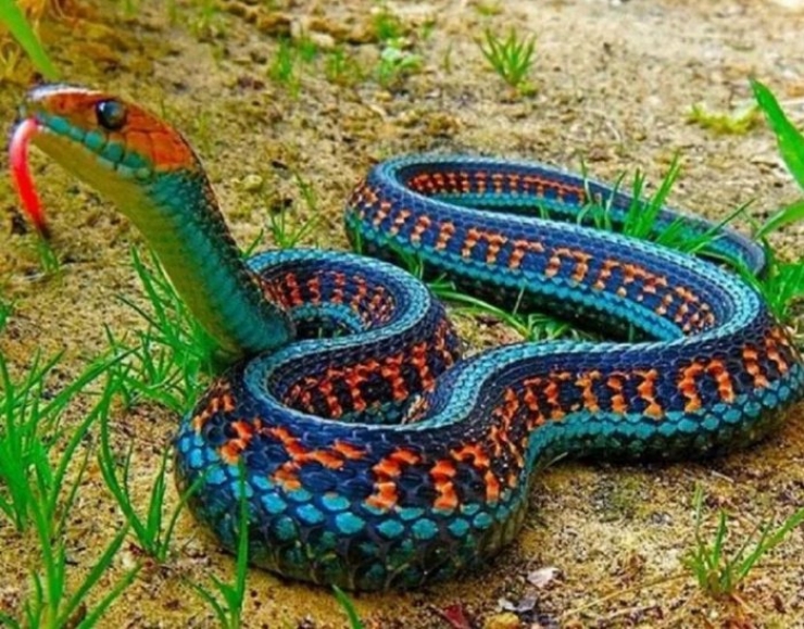 Illustration de l'article : Vous aurez du mal &agrave; le croire, mais ces 24 animaux existent bel et bien