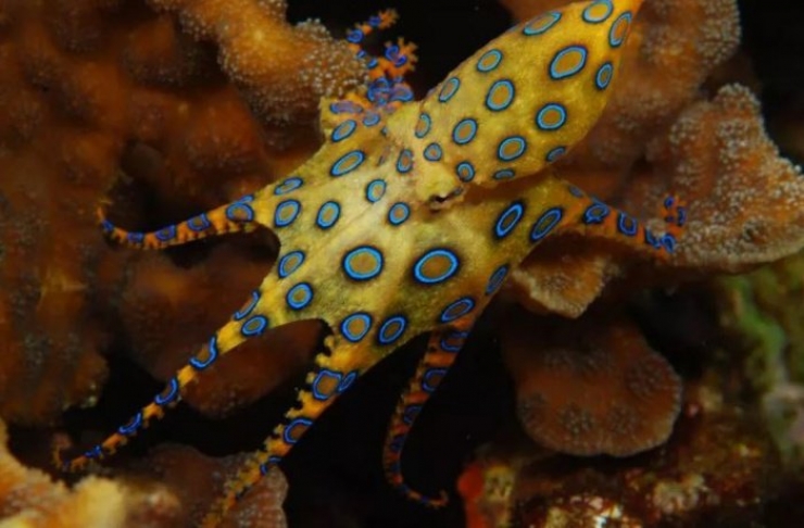 Illustration de l'article : Vous aurez du mal &agrave; le croire, mais ces 24 animaux existent bel et bien