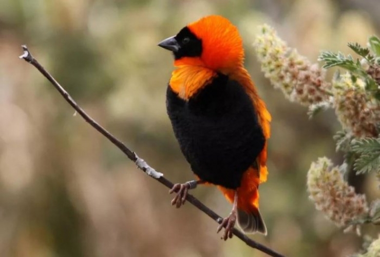 Illustration de l'article : Vous aurez du mal &agrave; le croire, mais ces 24 animaux existent bel et bien