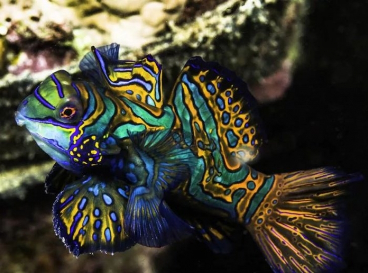 Illustration de l'article : Vous aurez du mal &agrave; le croire, mais ces 24 animaux existent bel et bien