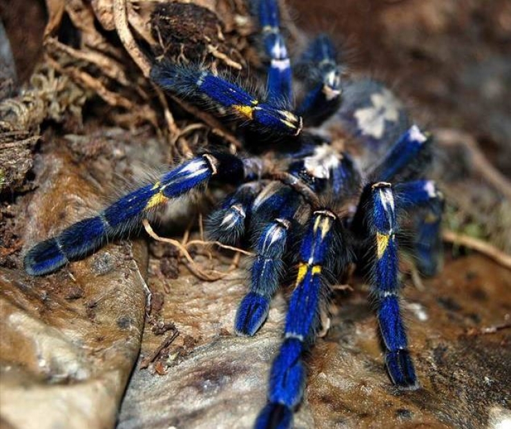 Illustration de l'article : Vous aurez du mal &agrave; le croire, mais ces 24 animaux existent bel et bien