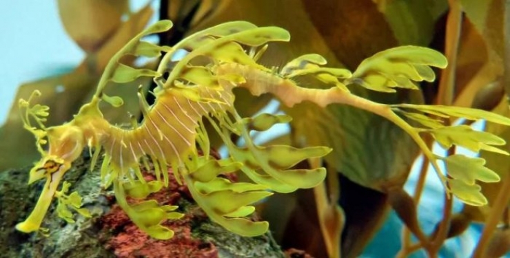 Illustration de l'article : Vous aurez du mal &agrave; le croire, mais ces 24 animaux existent bel et bien