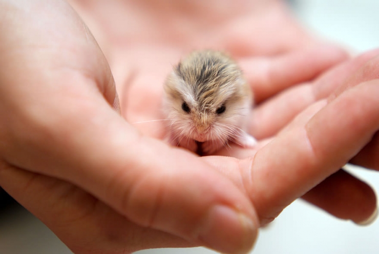 Illustration de l'article : Vous êtes accro aux hamsters ? Ce n'est pas avec ces 17 photos que ça va s'arranger