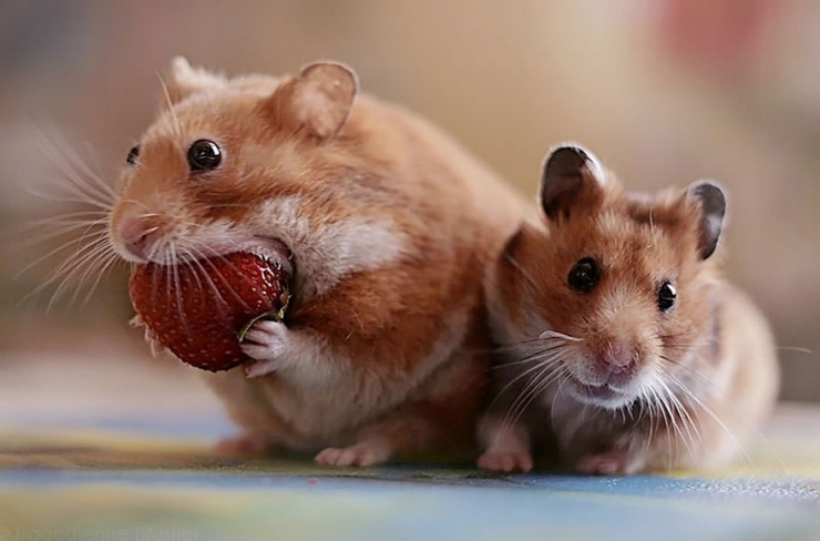 Illustration de l'article : Vous êtes accro aux hamsters ? Ce n'est pas avec ces 17 photos que ça va s'arranger