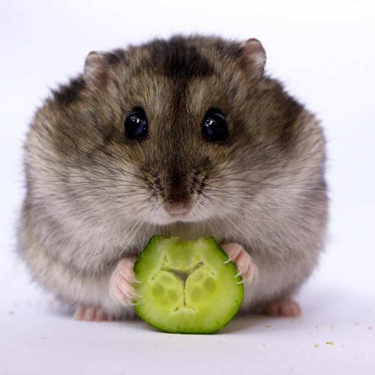 Illustration de l'article : Vous êtes accro aux hamsters ? Ce n'est pas avec ces 17 photos que ça va s'arranger