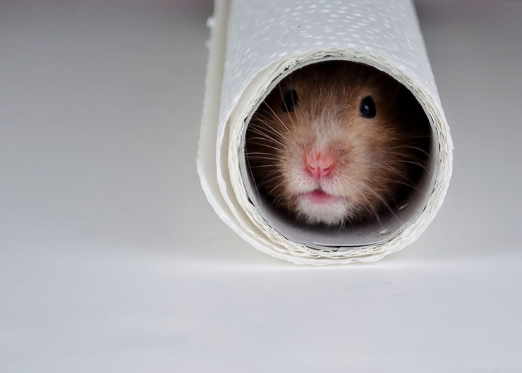 Illustration de l'article : Vous êtes accro aux hamsters ? Ce n'est pas avec ces 17 photos que ça va s'arranger