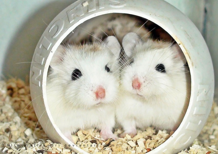 Illustration de l'article : Vous êtes accro aux hamsters ? Ce n'est pas avec ces 17 photos que ça va s'arranger