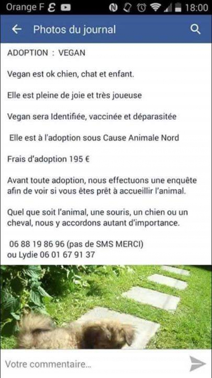 Illustration de l'article : Incroyable mobilisation pour le chien volé d'un SDF par une association... Le web, choqué, organise un appel aux dons