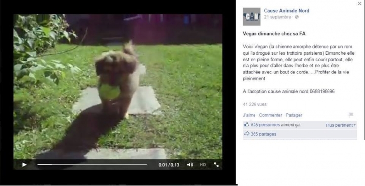 Illustration de l'article : Incroyable mobilisation pour le chien volé d'un SDF par une association... Le web, choqué, organise un appel aux dons