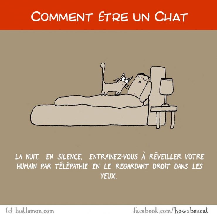 Illustration de l'article : Vous avez toujours rêvé d'être un chat ? Voici 20 illustrations pour y arriver...