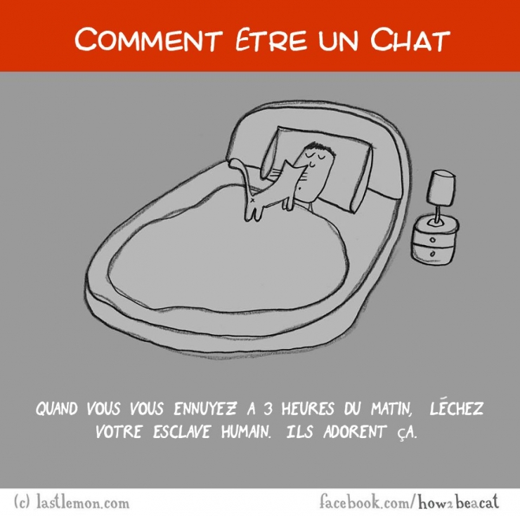 Illustration de l'article : Vous avez toujours rêvé d'être un chat ? Voici 20 illustrations pour y arriver...