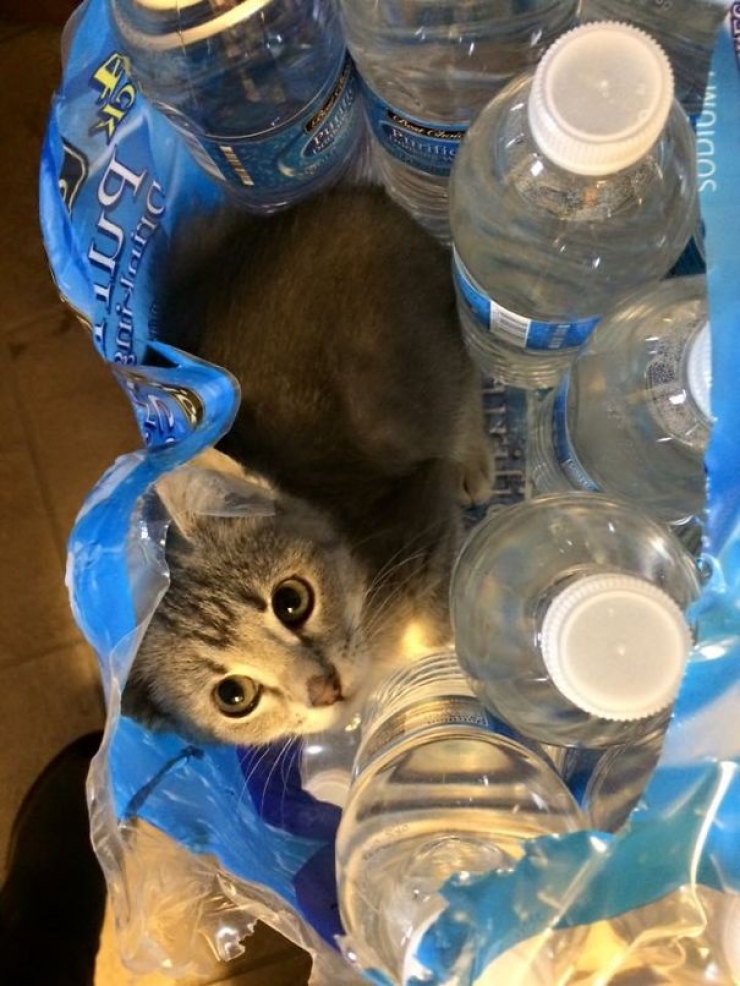 Illustration de l'article : 18 preuves en images que l'on ne comprendra jamais totalement les chats