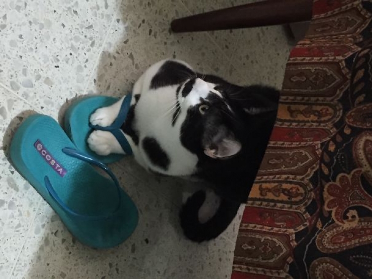 Illustration de l'article : 18 preuves en images que l'on ne comprendra jamais totalement les chats