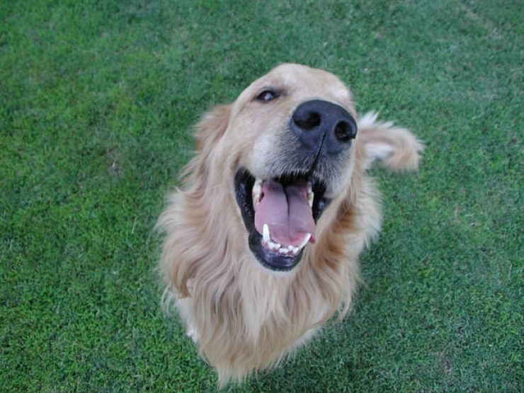 Illustration de l'article : Attention, la bonne humeur de ces 17 chiens est très contagieuse