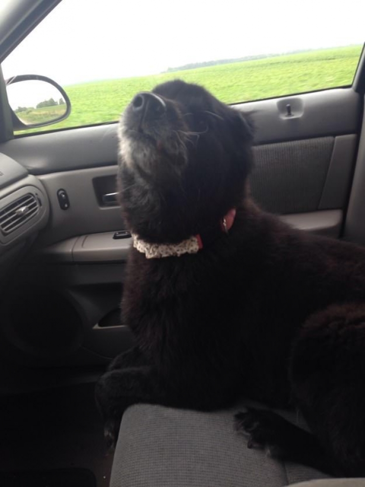 Illustration de l'article : Attention, la bonne humeur de ces 17 chiens est très contagieuse