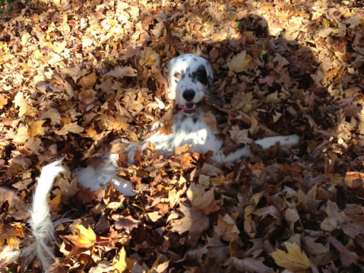 Illustration de l'article : Attention, la bonne humeur de ces 17 chiens est très contagieuse