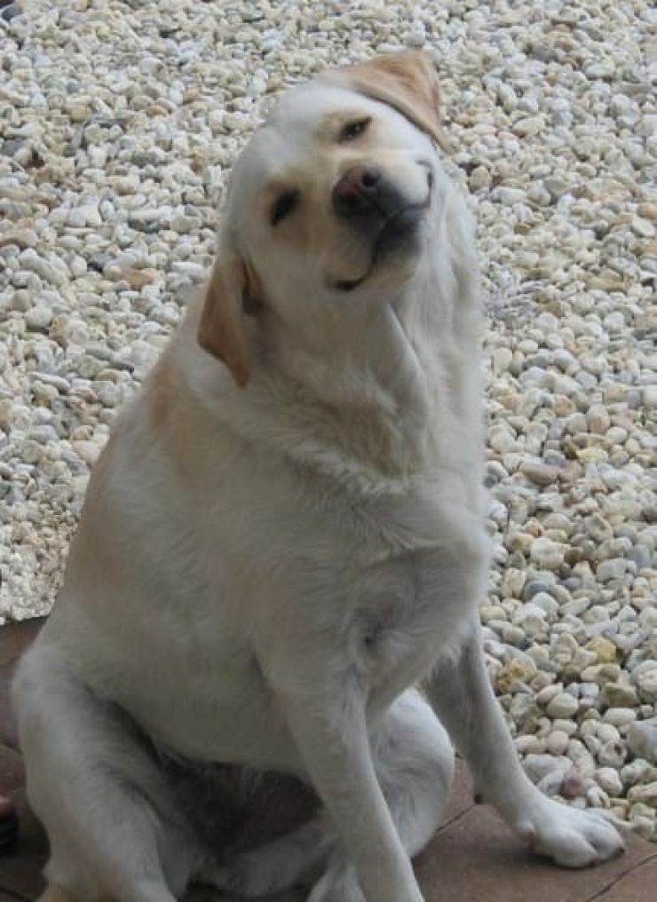 Illustration de l'article : Attention, la bonne humeur de ces 17 chiens est très contagieuse