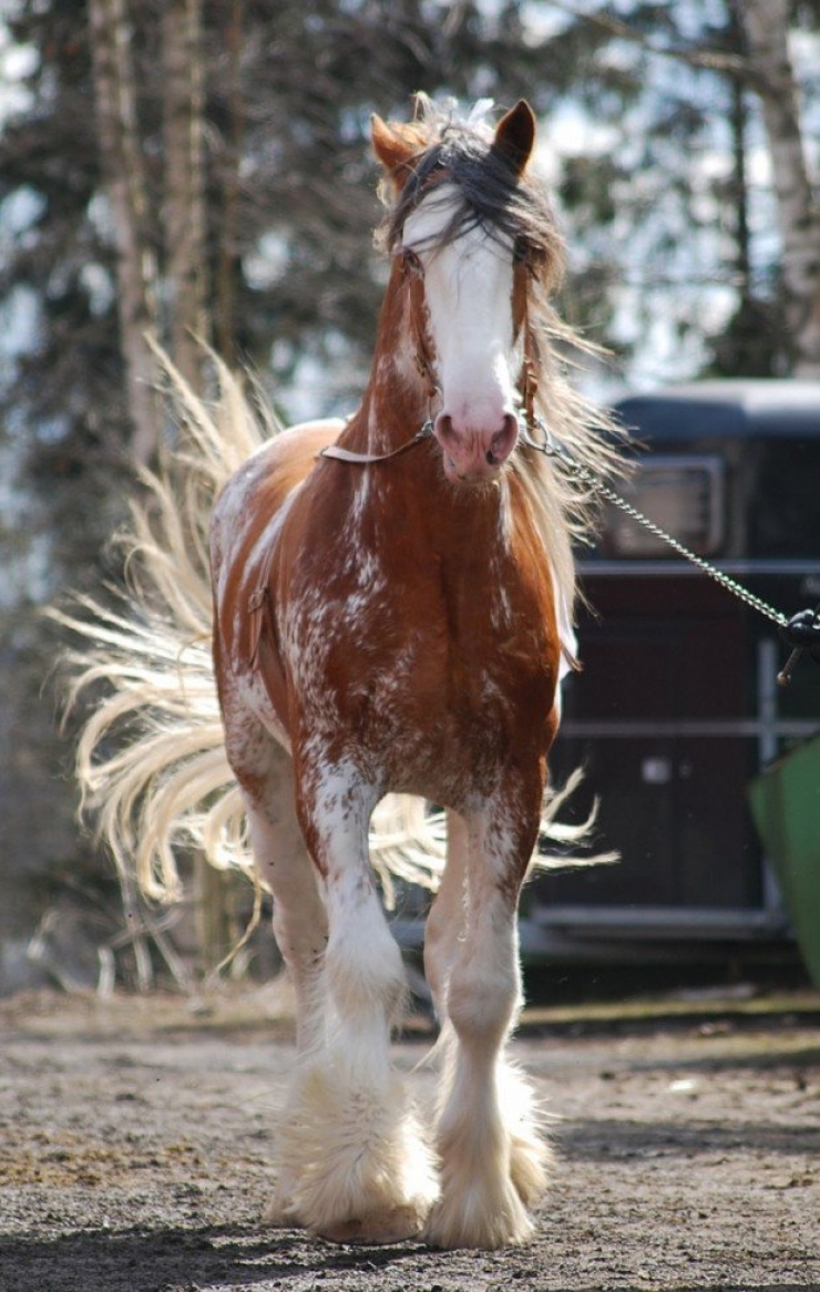 Illustration de l'article : Toute la beauté équine à travers ces photos de chevaux crinière au vent