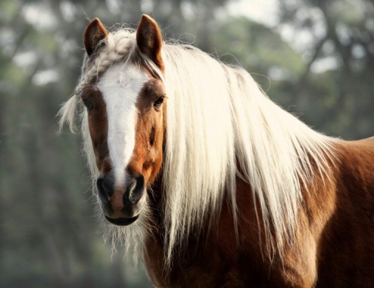 Illustration de l'article : Toute la beauté équine à travers ces photos de chevaux crinière au vent