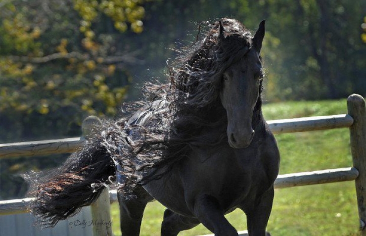 Illustration de l'article : Toute la beauté équine à travers ces photos de chevaux crinière au vent