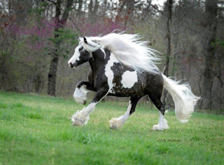 Illustration de l'article : Toute la beauté équine à travers ces photos de chevaux crinière au vent