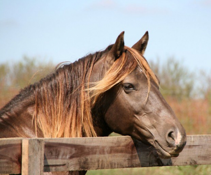 Illustration de l'article : Toute la beauté équine à travers ces photos de chevaux crinière au vent
