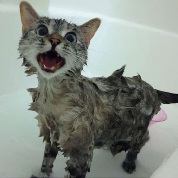 Illustration de l'article : Cette chatte est l'une des plus adorables de la Toile