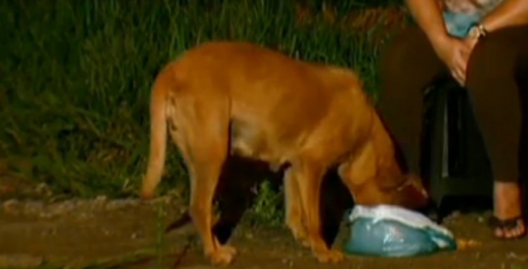 Illustration de l'article : Tous les soirs, cette chienne transporte ce sac ! Son contenu va vous surprendre...