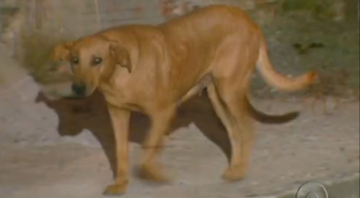 Illustration de l'article : Tous les soirs, cette chienne transporte ce sac ! Son contenu va vous surprendre...