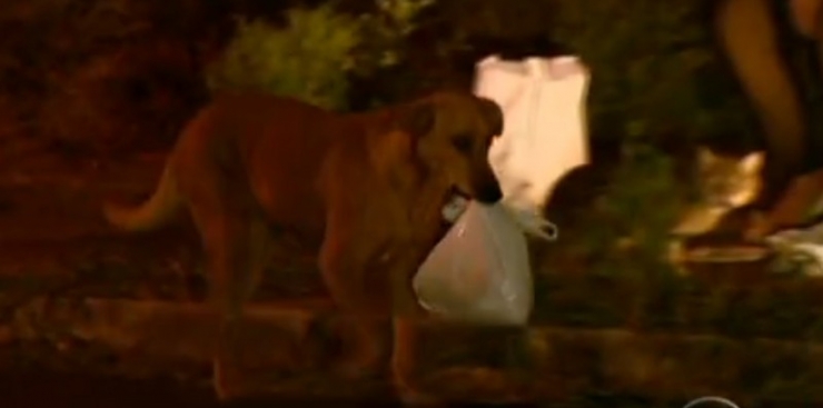 Illustration de l'article : Tous les soirs, cette chienne transporte ce sac ! Son contenu va vous surprendre...