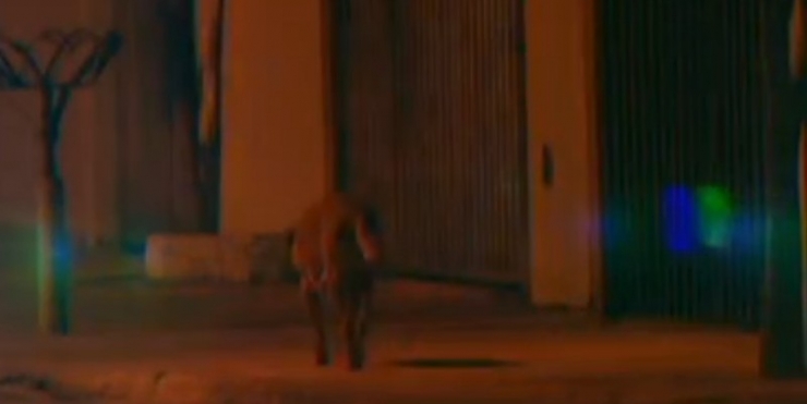 Illustration de l'article : Tous les soirs, cette chienne transporte ce sac ! Son contenu va vous surprendre...