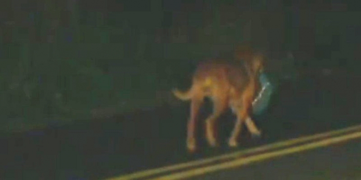 Illustration de l'article : Tous les soirs, cette chienne transporte ce sac ! Son contenu va vous surprendre...