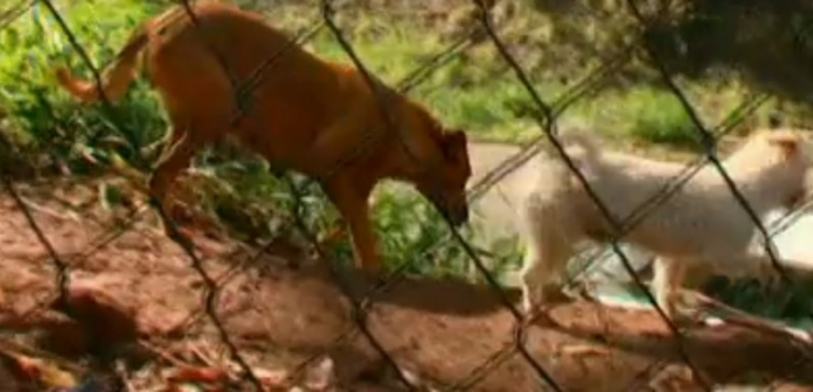 Illustration de l'article : Tous les soirs, cette chienne transporte ce sac ! Son contenu va vous surprendre...