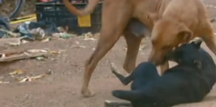 Illustration de l'article : Tous les soirs, cette chienne transporte ce sac ! Son contenu va vous surprendre...