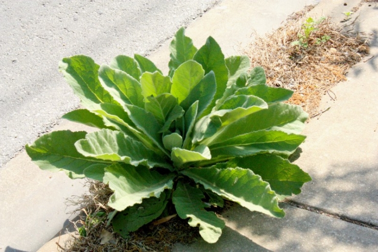 Illustration de l'article : Il ne faut JAMAIS jeter le jus de vos bols de cornichons ! Regardez ce que vous pouvez faire avec...