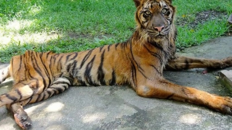 Illustration de l'article : Il n'offre qu'un tout petit morceau de viande à un tigre affamé ! On a rarement vu une torture aussi répugnante...
