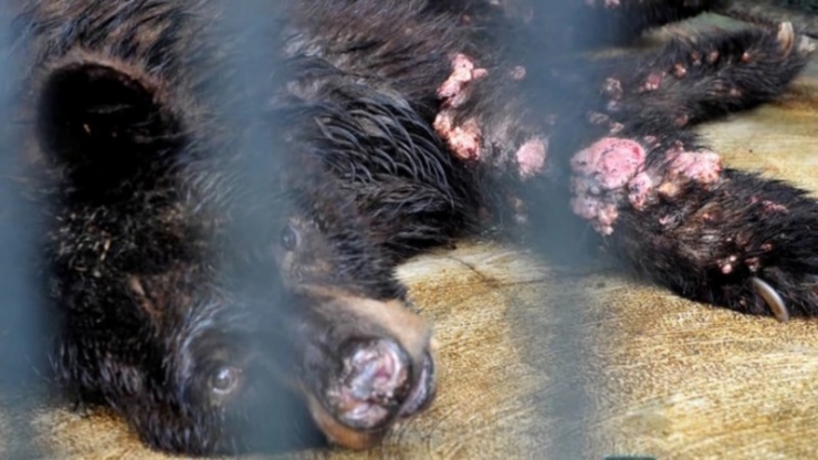 Illustration de l'article : Il n'offre qu'un tout petit morceau de viande à un tigre affamé ! On a rarement vu une torture aussi répugnante...