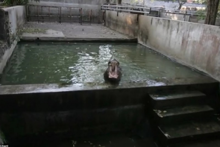 Illustration de l'article : Il n'offre qu'un tout petit morceau de viande à un tigre affamé ! On a rarement vu une torture aussi répugnante...