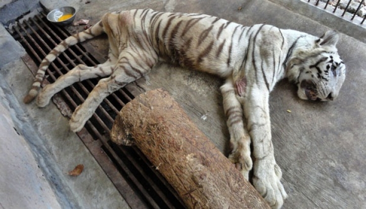 Illustration de l'article : Il n'offre qu'un tout petit morceau de viande à un tigre affamé ! On a rarement vu une torture aussi répugnante...