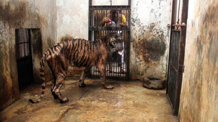 Illustration de l'article : Il n'offre qu'un tout petit morceau de viande à un tigre affamé ! On a rarement vu une torture aussi répugnante...