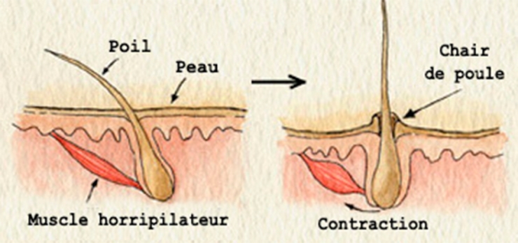 Illustration de l'article : 10 parties du corps "inutiles" qui pourraient dispara&icirc;tre sans que ce soit handicapant pour l'homme !