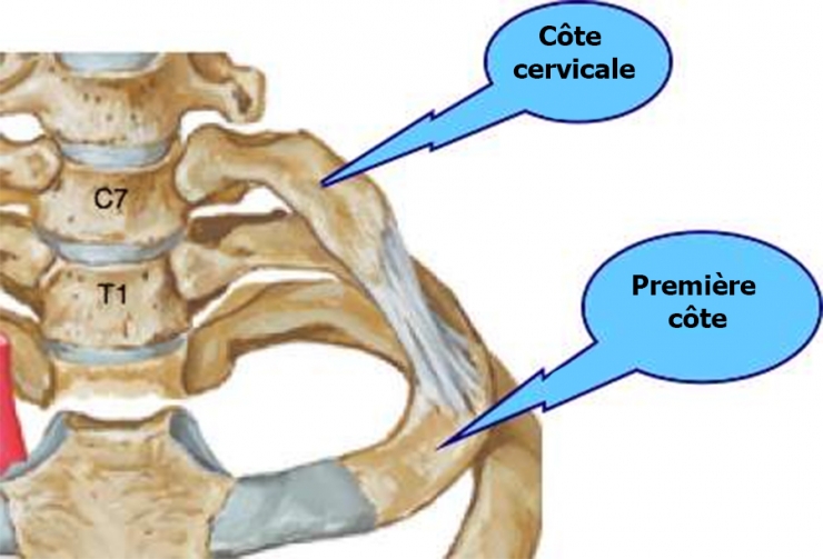 Illustration de l'article : 10 parties du corps "inutiles" qui pourraient dispara&icirc;tre sans que ce soit handicapant pour l'homme !