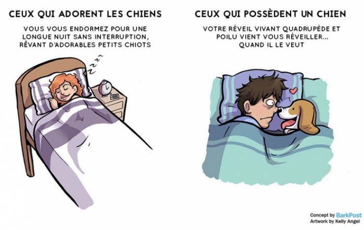 Illustration de l'article : Aimer un chien et en avoir un... Deux choses bien différentes ! Voici 7 différences flagrantes...
