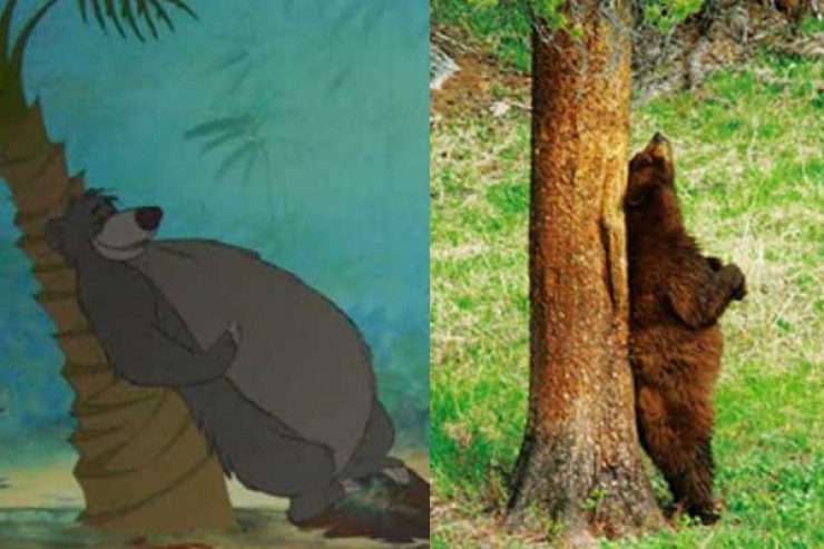 Illustration de l'article : Voici la preuve en 11 images que la plus grande inspiration de Disney reste la nature !