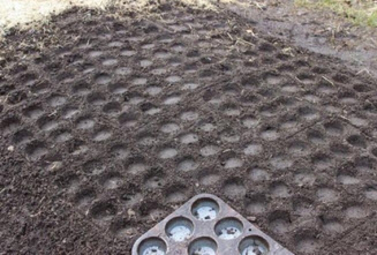 Illustration de l'article : Elle utilise des fourchettes en plastique qu'elle plante dans son jardin ! Une id&eacute;e de g&eacute;nie...