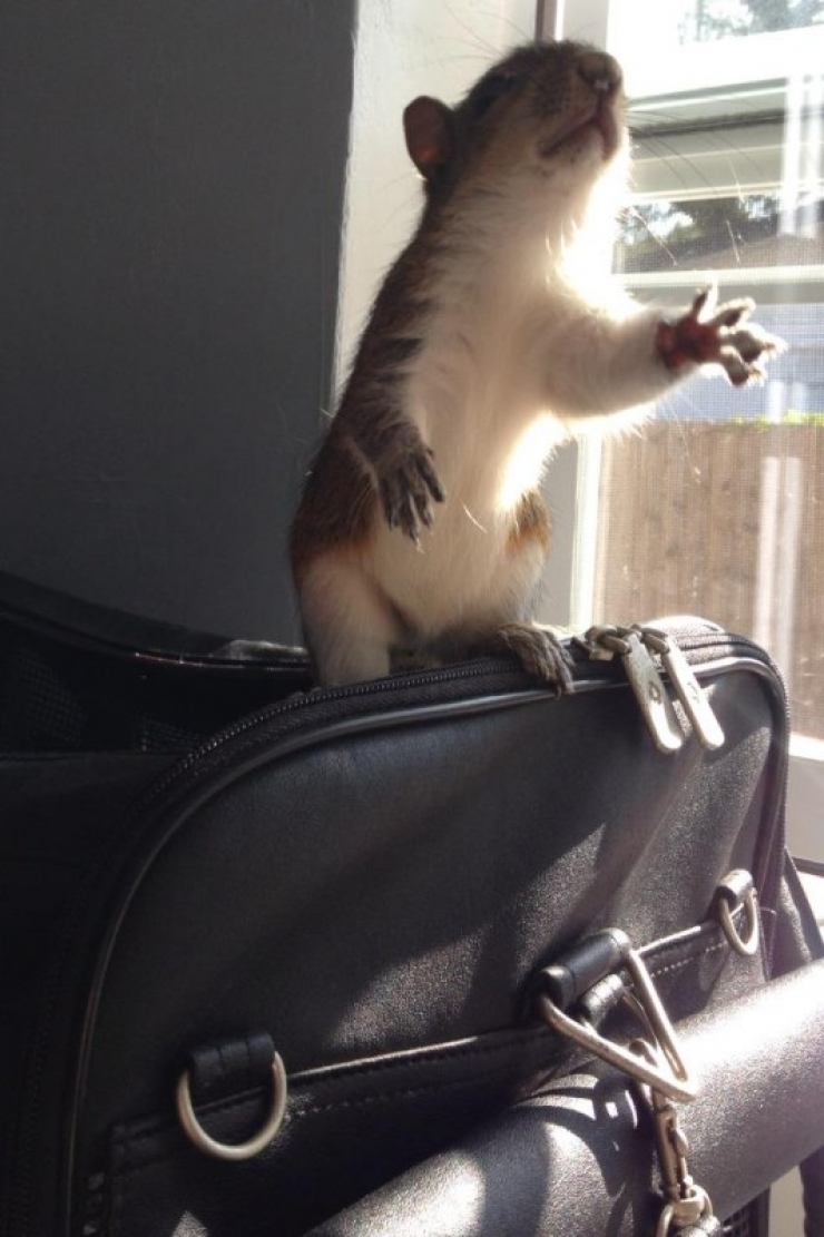 Illustration de l'article : Il ne s'attendait pas &agrave; tomber sur cet animal en achetant un sac de paillis !