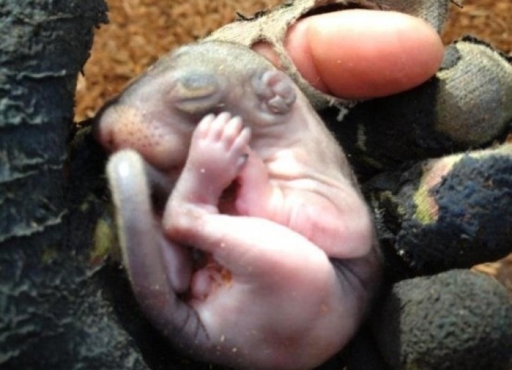 Illustration de l'article : Il ne s'attendait pas &agrave; tomber sur cet animal en achetant un sac de paillis !