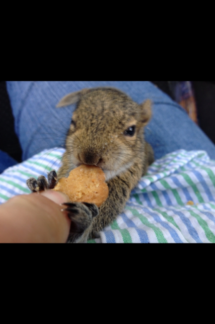 Illustration de l'article : Il ne s'attendait pas &agrave; tomber sur cet animal en achetant un sac de paillis !