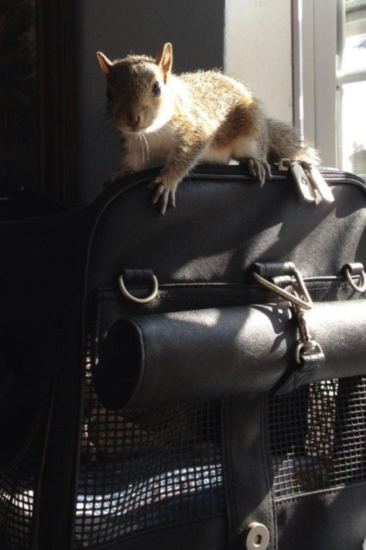 Illustration de l'article : Il ne s'attendait pas &agrave; tomber sur cet animal en achetant un sac de paillis !