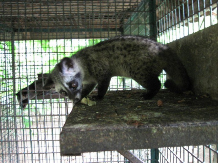 Illustration de l'article : 10 activités touristiques utilisant des animaux, à arrêter de toute urgence afin d’éviter la maltraitance animale !